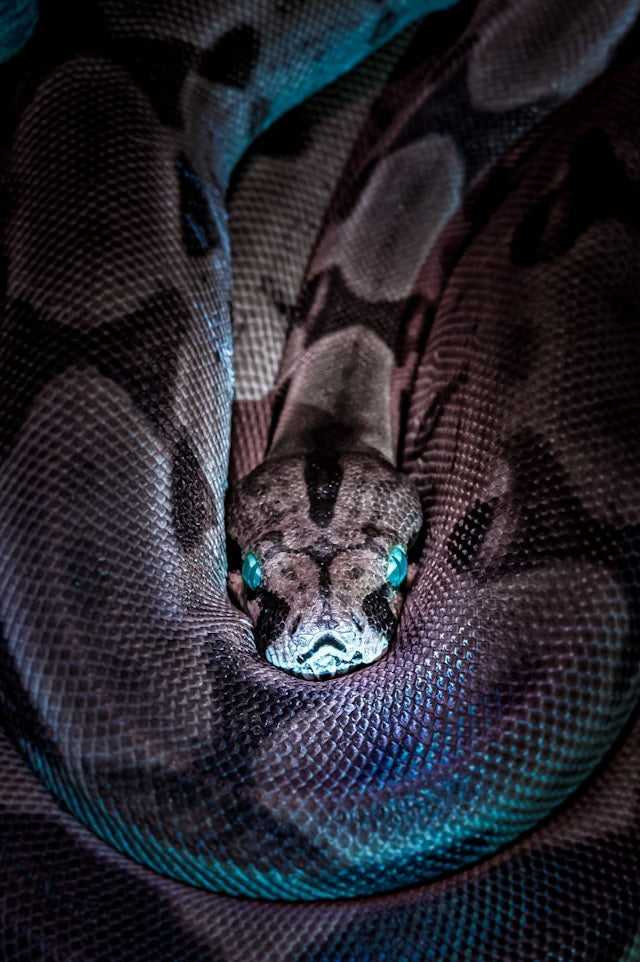 Symbole du serpent : Significations, mystères et pouvoir
